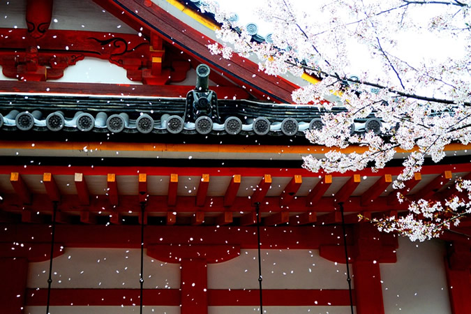 fleurs de cerisiers de Sakura